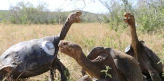 Zoológico de EEUU recreará Galápagos sin especies del archipiélago