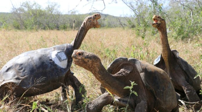 Zoológico de EEUU recreará Galápagos sin especies del archipiélago
