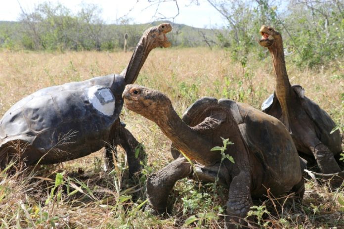 Zoológico de EEUU recreará Galápagos sin especies del archipiélago