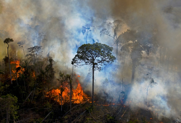 Deforestación en Amazonía brasileña avanzó 41% en mayo