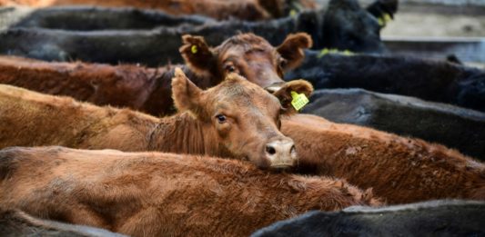 Ganaderos argentinos reanudan comercialización de carne vacuna