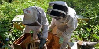 Mujeres al rescate de abejas en áreas urbanas de México