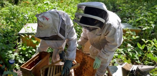 Mujeres al rescate de abejas en áreas urbanas de México