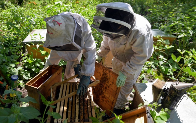 Mujeres al rescate de abejas en áreas urbanas de México