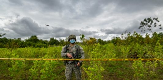 ONU - Colombia sigue siendo el mayor productor de cocaína