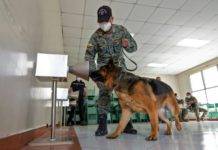 Perros afinan el olfato contra el covid-19 en Ecuador