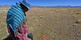 Chuño, el antiguo secreto andino para conservar papas