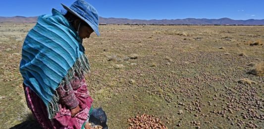 Chuño, el antiguo secreto andino para conservar papas