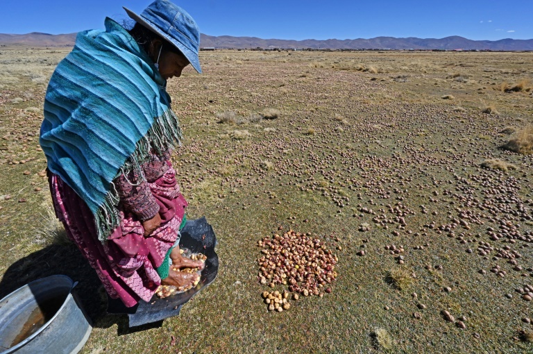 Chuño, el antiguo secreto andino para conservar papas