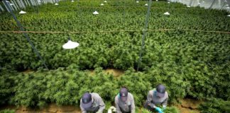 Colombia autoriza uso industrial del cannabis con fines medicinales