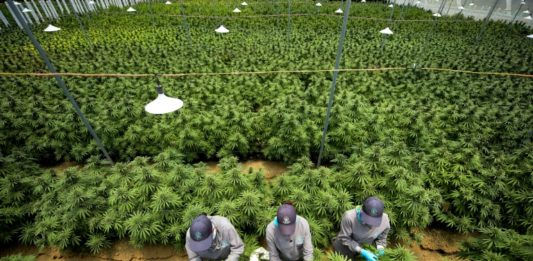 Colombia autoriza uso industrial del cannabis con fines medicinales