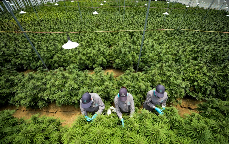 Colombia autoriza uso industrial del cannabis con fines medicinales