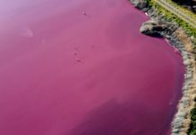 Polución de industrias pesqueras en Argentina contamina laguna