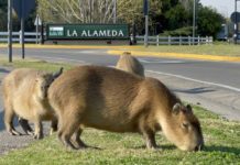 Capibaras pasean por un barrio privado en Buenos Aires