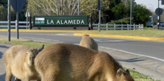 Capibaras pasean por un barrio privado en Buenos Aires