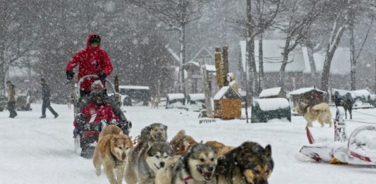 Ushuaia reactiva el turismo con trineo de perros