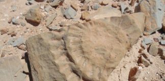 Científicos identifican en Chile a un dragón volador prehistórico Científicos identifican en Chile a un dragón volador prehistórico