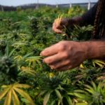 El esfuerzo por legalizar el cultivo de cannabis medicinal en Brasil