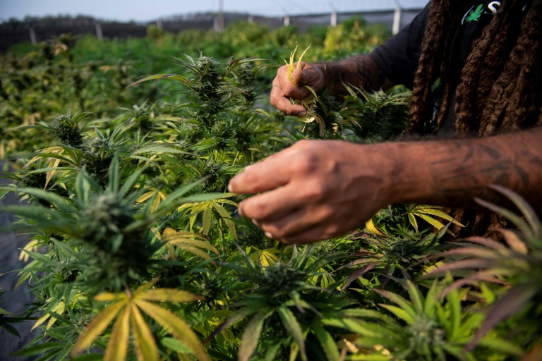 El esfuerzo por legalizar el cultivo de cannabis medicinal en Brasil