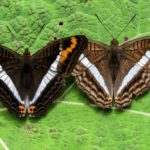 El fotógrafo que retrató las mariposas en Colombia
