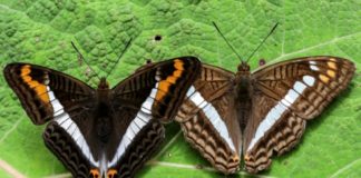 El fotógrafo que retrató las mariposas en Colombia
