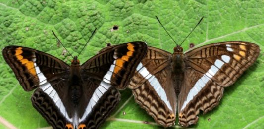 El fotógrafo que retrató las mariposas en Colombia