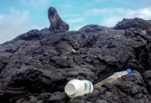 Recolectan miles de kilos de desechos en las Islas Galápagos