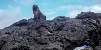 Recolectan miles de kilos de desechos en las Islas Galápagos