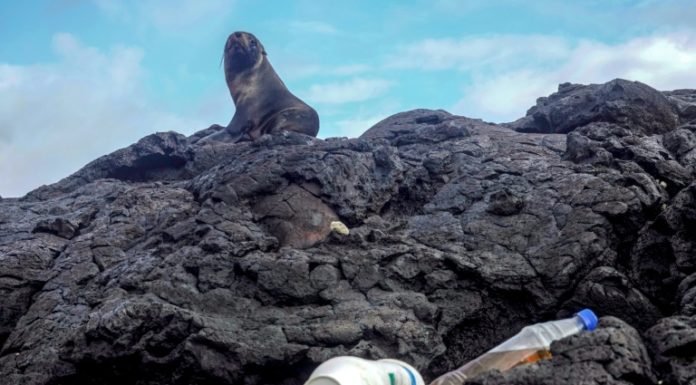 Recolectan miles de kilos de desechos en las Islas Galápagos