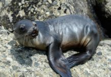 Colonia de lobos marinos en México se mantiene estable