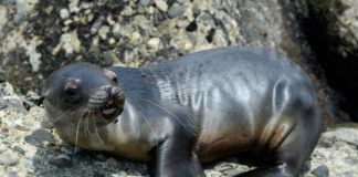 Colonia de lobos marinos en México se mantiene estable