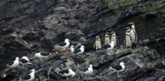 Compañía minera amenaza al Archipiélago de Humboldt en Chile