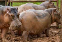 Esterilizan 24 hipopótamos en hacienda del extinto Pablo Escobar