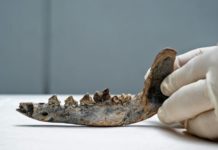 Fósil podría revelar presencia de perros en Centroamérica hace 12.000 años