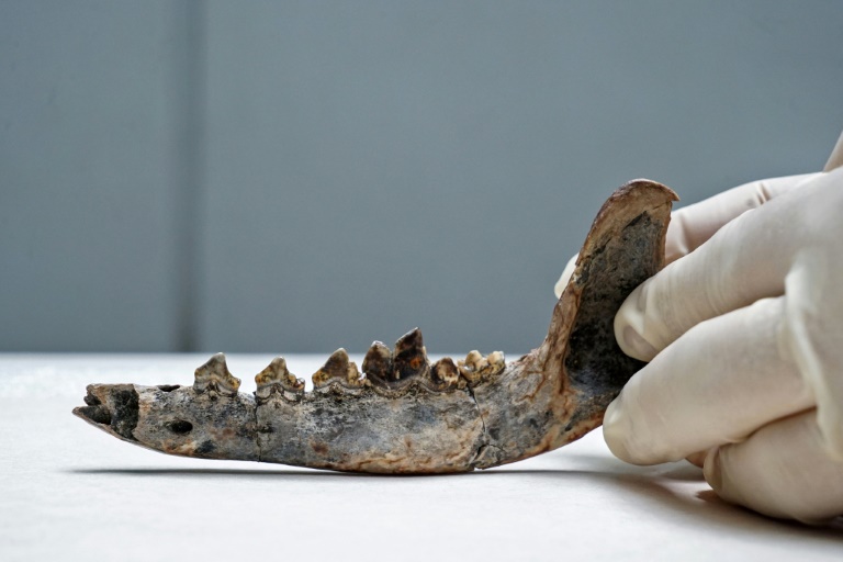 Fósil podría revelar presencia de perros en Centroamérica hace 12.000 años