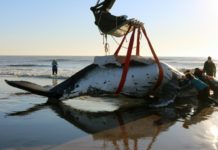 Rescatan a dos ballenas varadas en la costa argentina