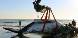 Rescatan a dos ballenas varadas en la costa argentina