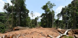 La deforestación no cesa en la Amazonía brasileña