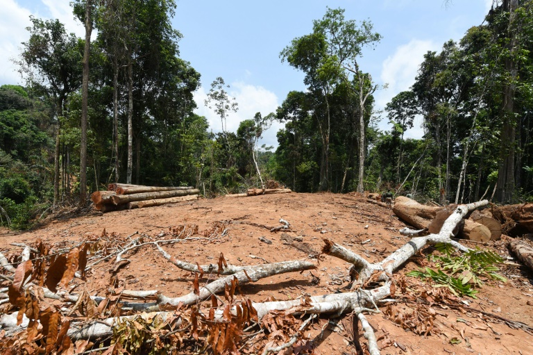 La deforestación no cesa en la Amazonía brasileña