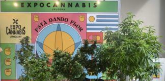 La industria del cannabis se expone en Uruguay