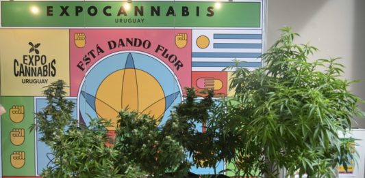 La industria del cannabis se expone en Uruguay