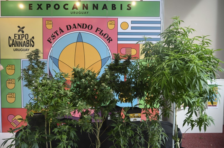 La industria del cannabis se expone en Uruguay