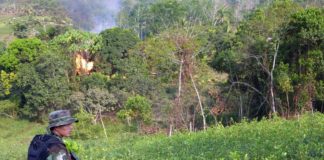 Perú erradica más de 5.000 hectáreas de hojas de coca