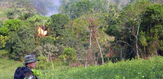 Perú erradica más de 5.000 hectáreas de hojas de coca