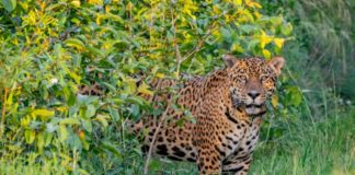 Reintroducen en su hábitat natural a un yaguareté macho en Argentina