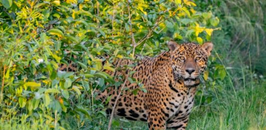 Reintroducen en su hábitat natural a un yaguareté macho en Argentina