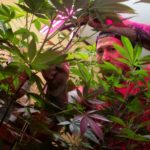 Costa Rica aprueba comercializacion del cannabis medicinal