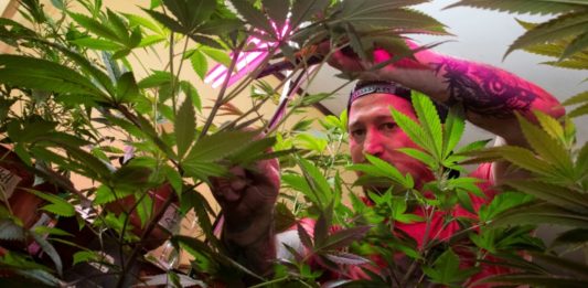 Costa Rica aprueba comercializacion del cannabis medicinal