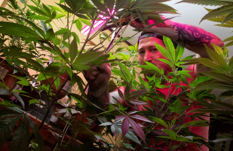 Costa Rica aprueba comercializacion del cannabis medicinal