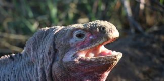 Entra en erupción volcán Wolf en una de las islas Galápagos